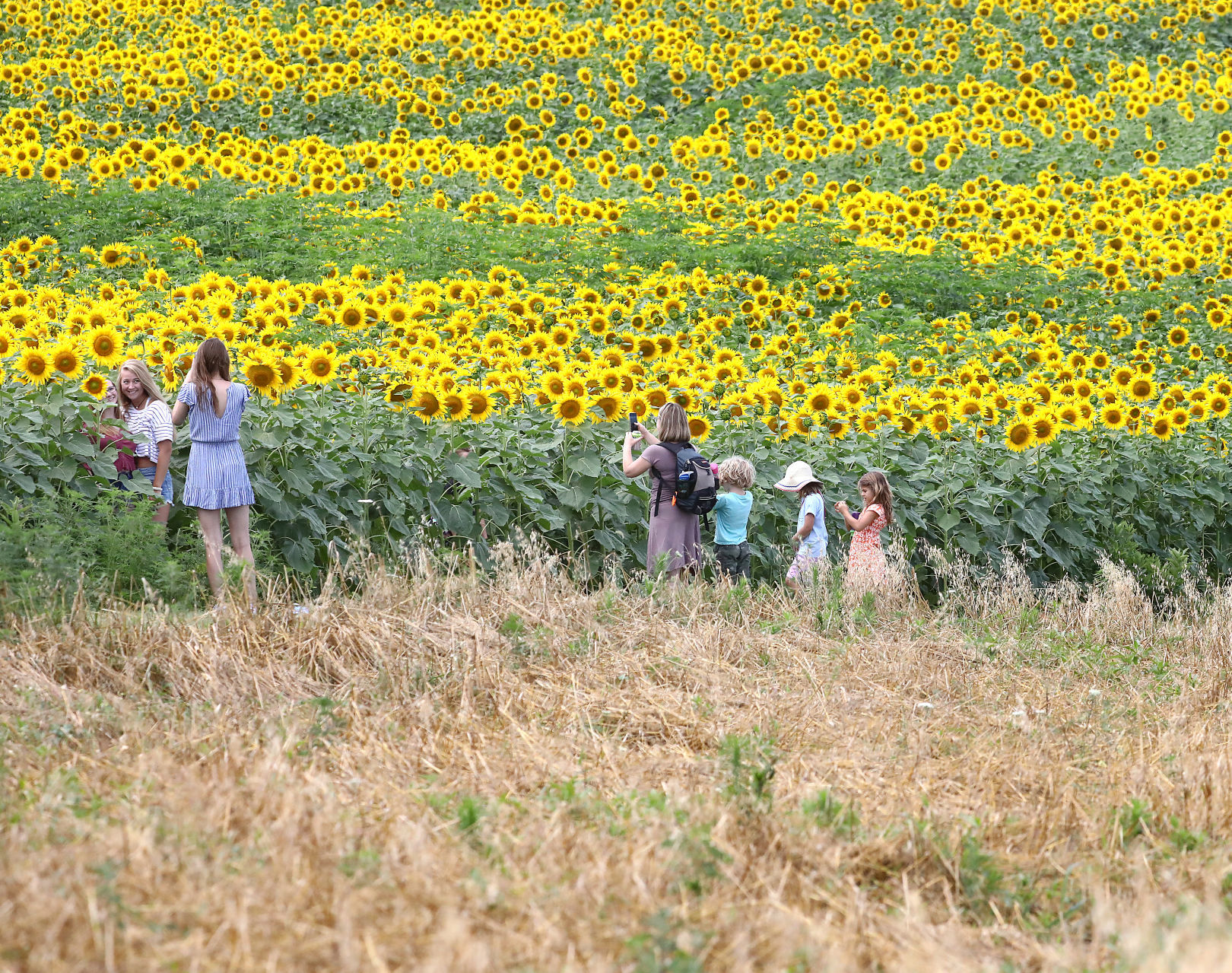 Sunflower Days 2019